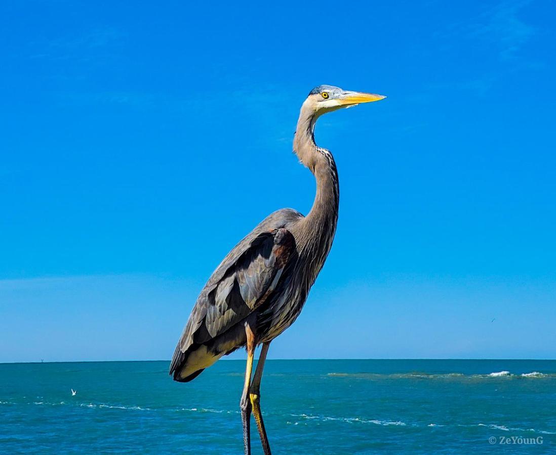 Affordable Beach Condos - One Bedroom Dlx Condos St. Pete Beach Ngoại thất bức ảnh